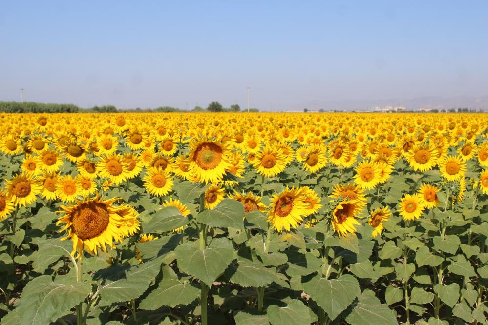 Taristen Aycicek Alim Fiyati Guncellemesi (3)