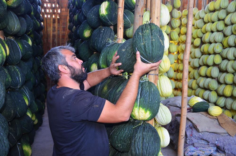 Tescilli Kirkagac Kavunu Kis Sofralarina Hazirlaniyor (3)