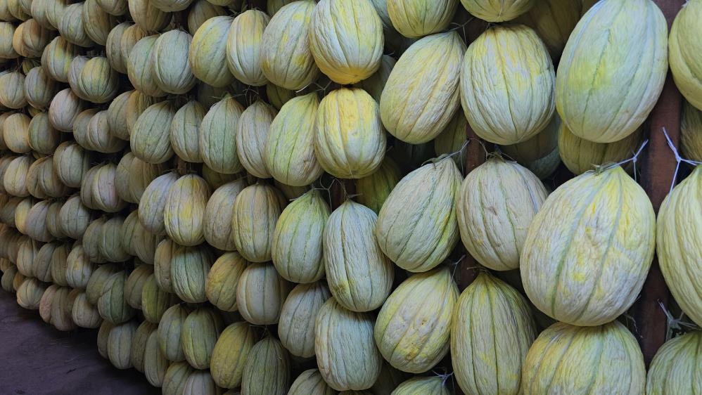 Tescilli Kirkagac Kavunu Kis Sofralarina Hazirlaniyor (5)