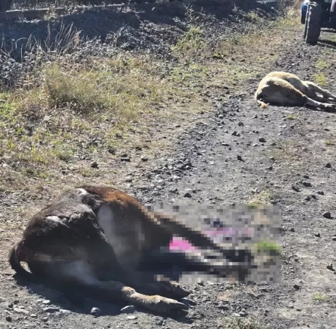 Whatsapp Görsel 2025 09 25 Saat 15.52.57 E227F376