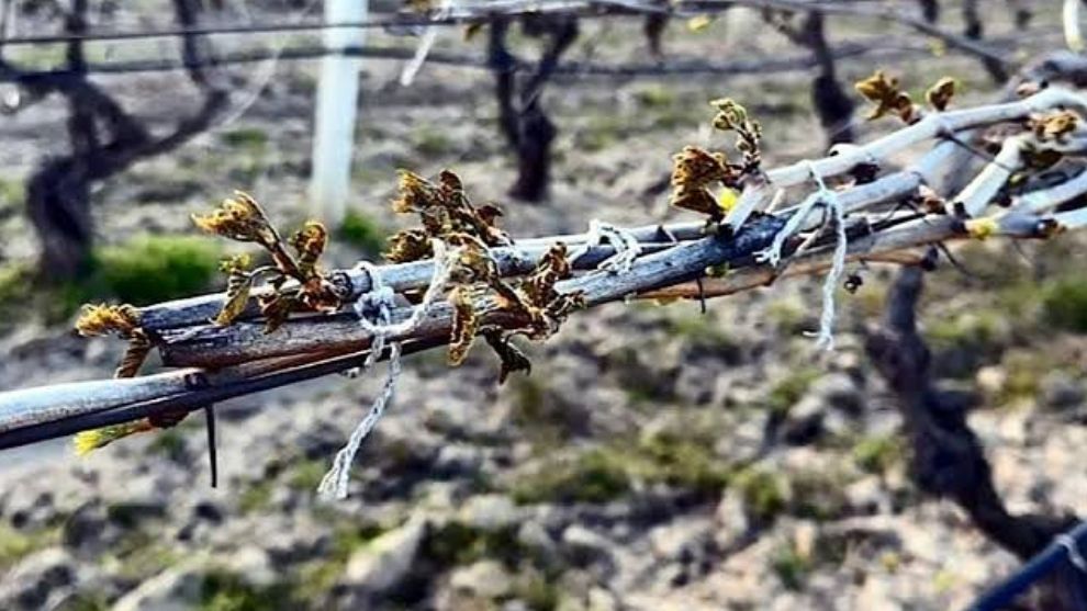 Zirai Don Sebende Uzum Baglarini Vurdu 20240508081041