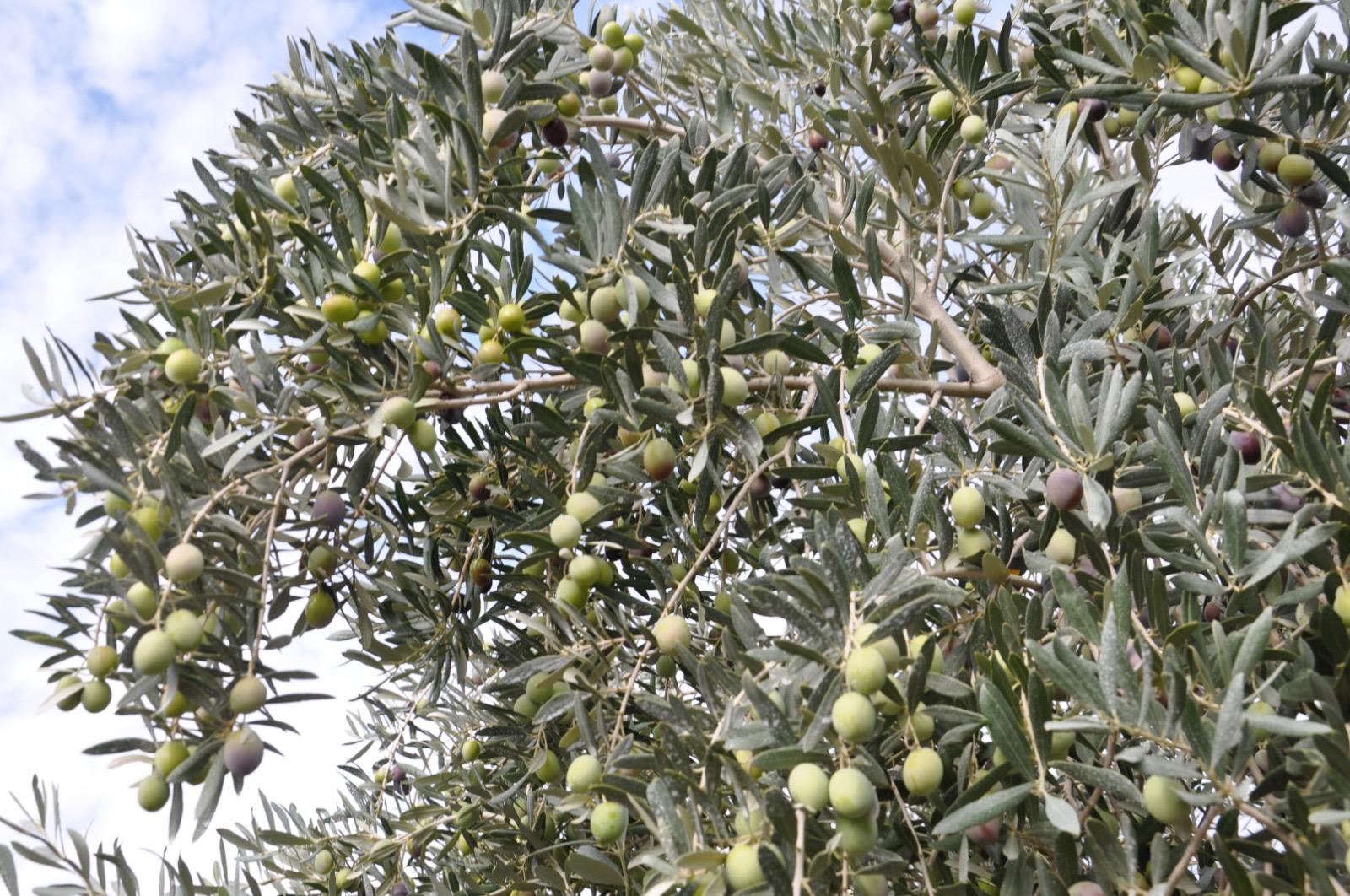 0F664Ca0 D24B 4C83 9Dfa 9571A8B57Fea