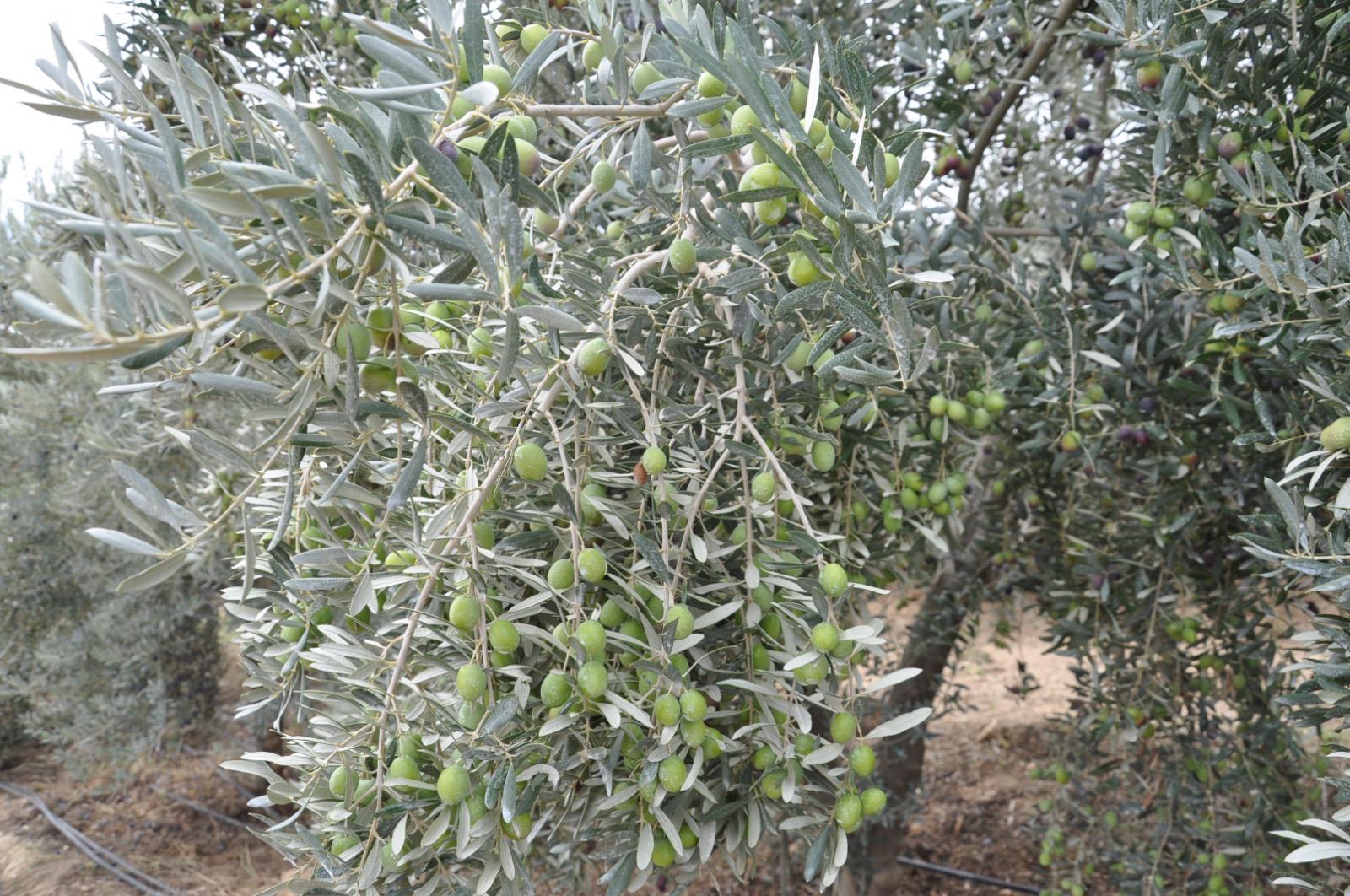 183383Ad Cf9E 49Cb 8Df1 F56A728Bb4Ba