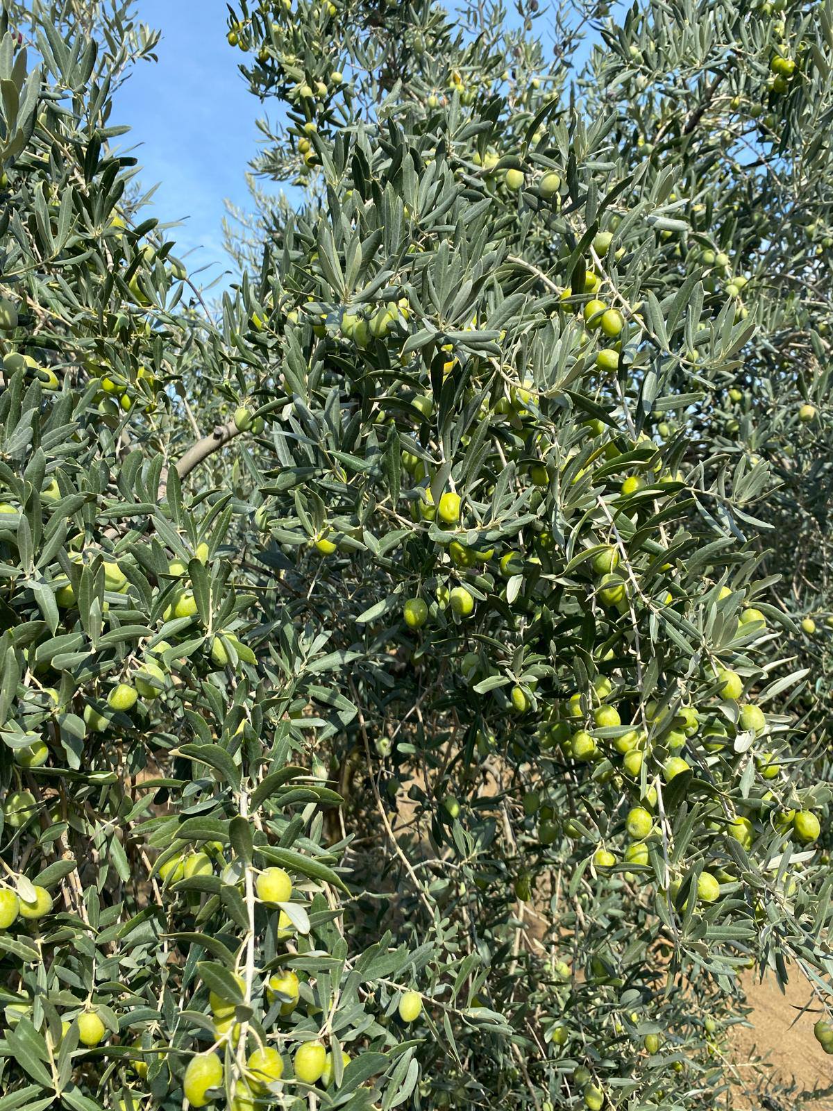 564253948 1247249434086609 3425460019891870216 N