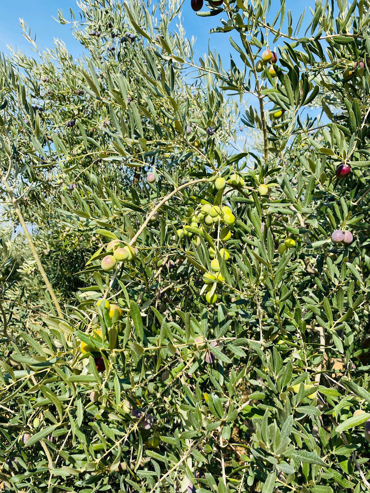 565127916 1247249534086599 8522442453905837224 N