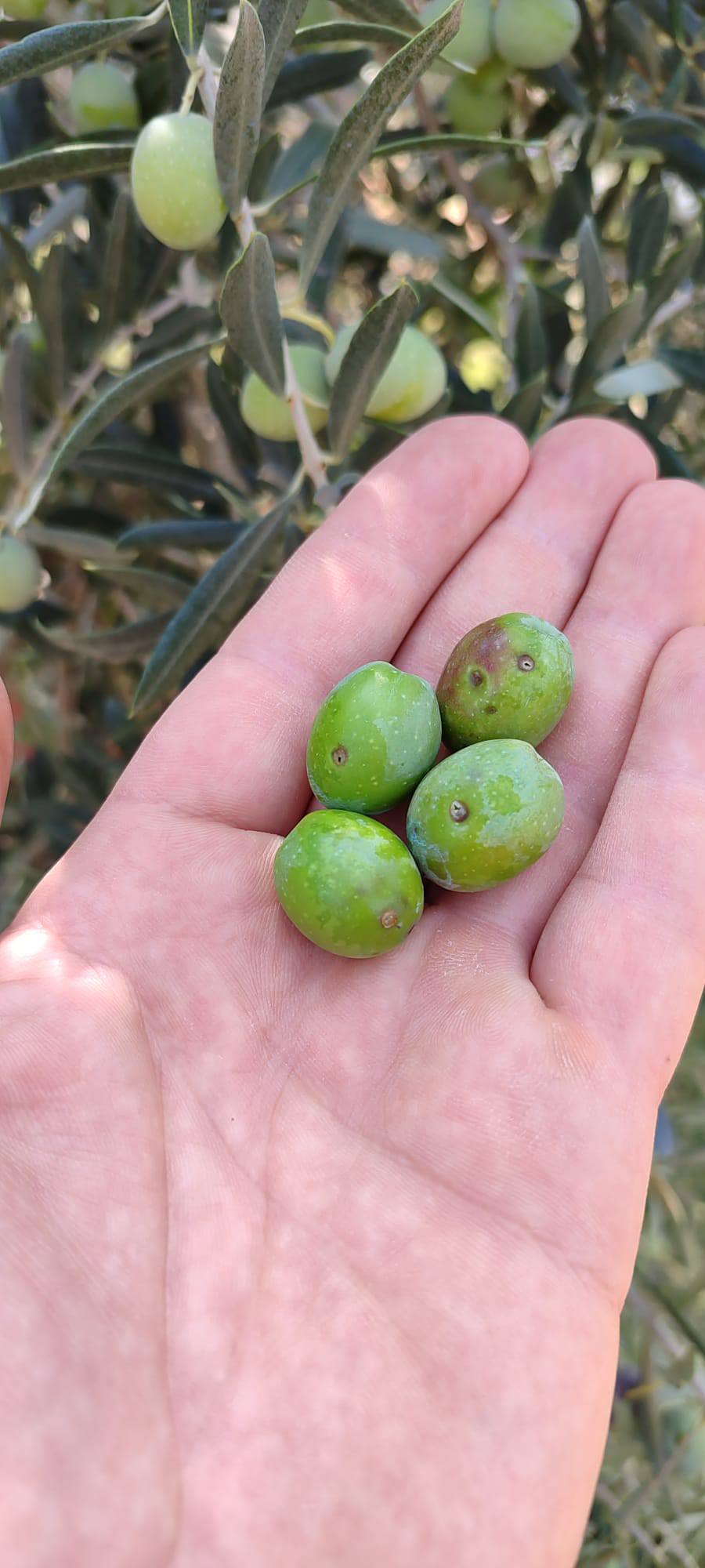 565129699 1247249580753261 1564446035510453878 N