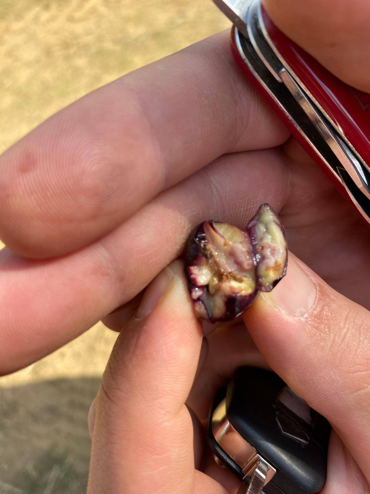 565135515 1247249177419968 3375309388857999376 N