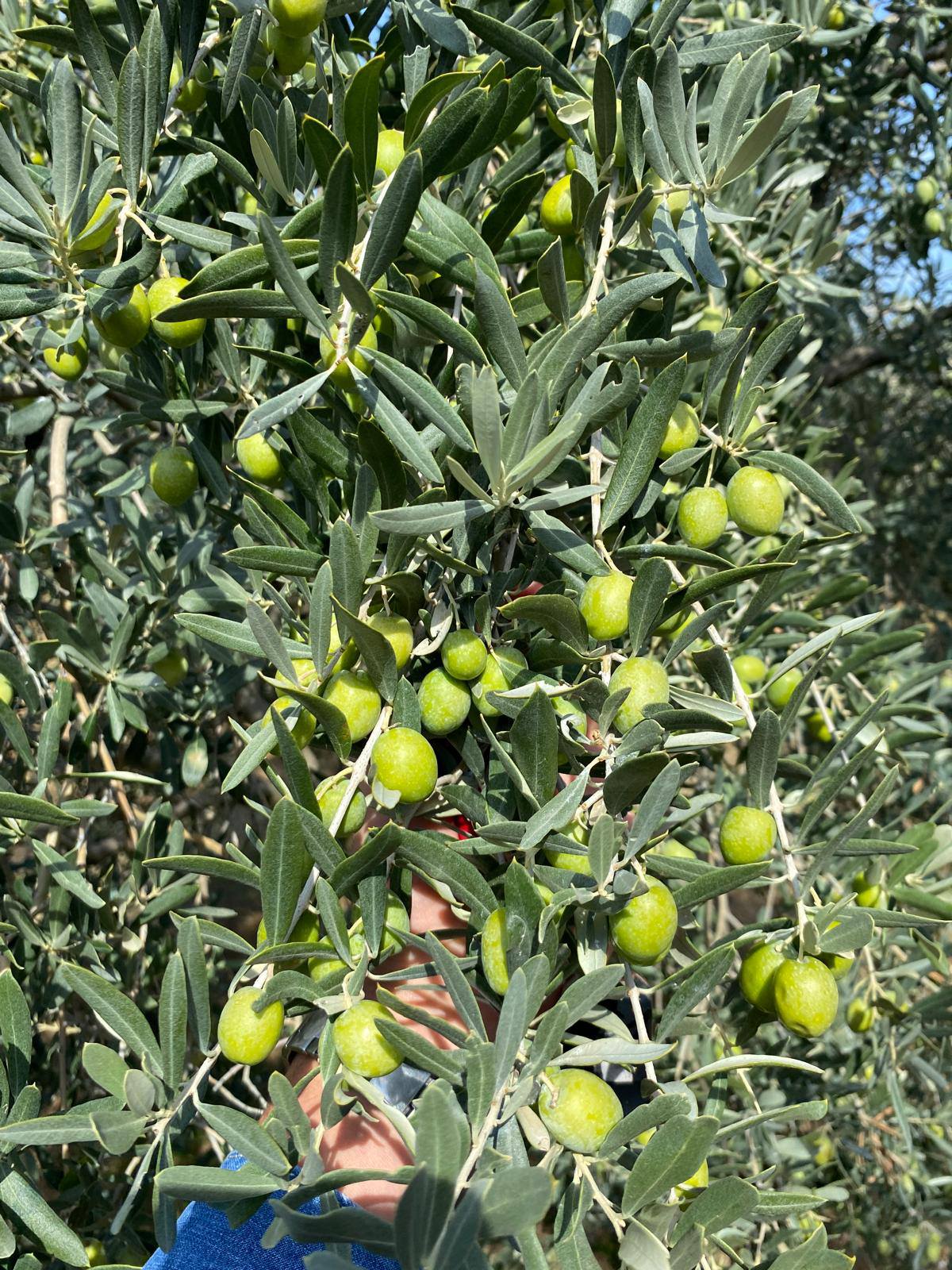 565685486 1247249634086589 7666802149394963313 N