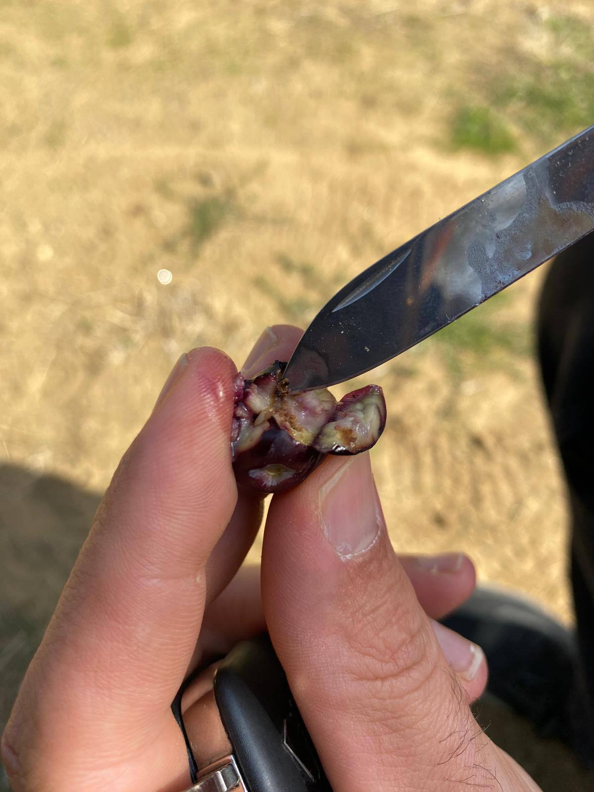 566194367 1247249154086637 5311278872786665574 N