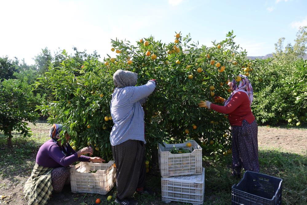 Adana Mandali̇na Hasadi (1)-1