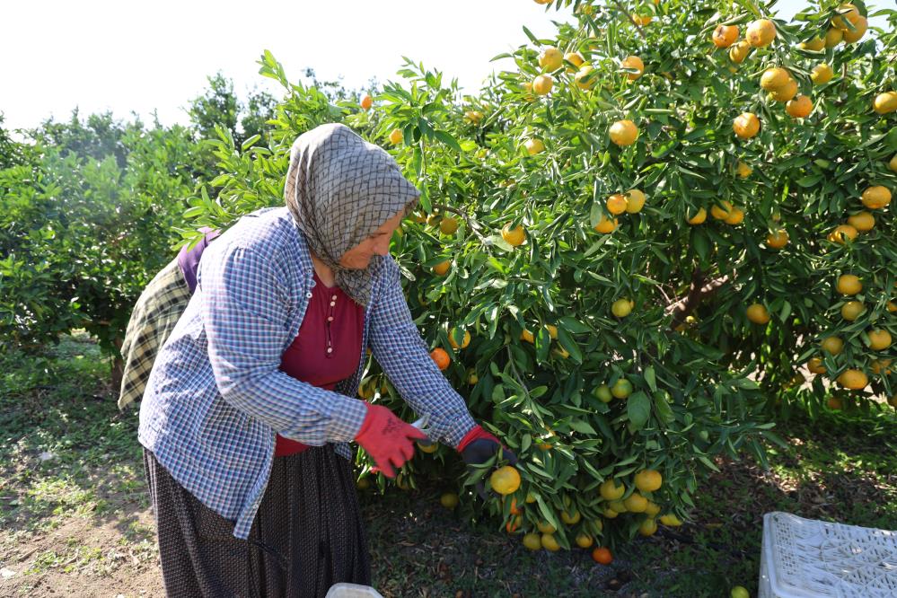 Adana Mandali̇na Hasadi (2)