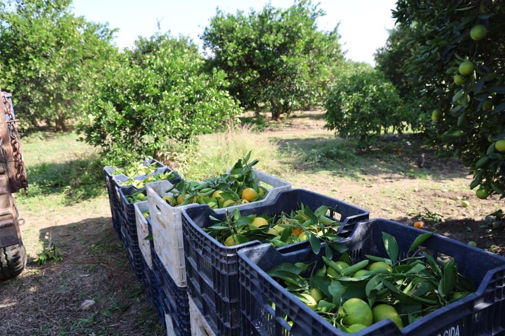 Adana Mandali̇na Hasadi (5)