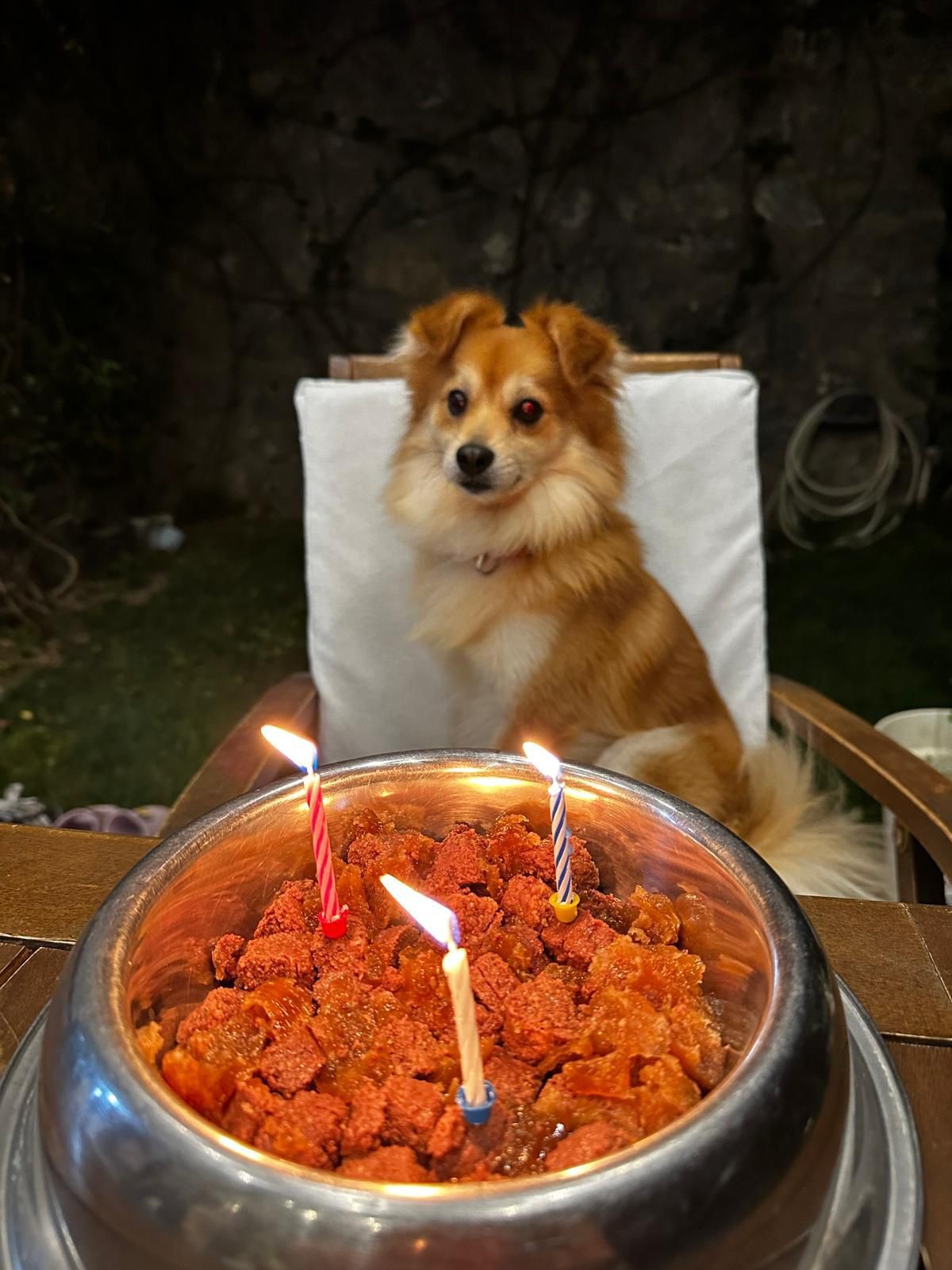 Ailesi Günlerdir Arıyor Kayıp Köpek Için Yüklü Ödül (2)