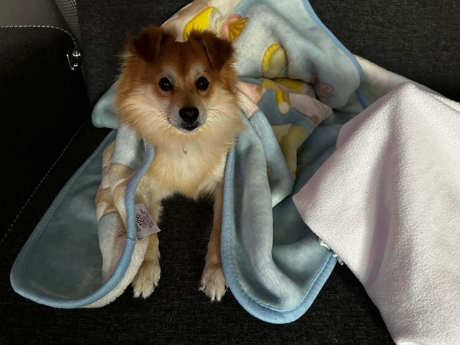 Ailesi Günlerdir Arıyor Kayıp Köpek Için Yüklü Ödül (3)