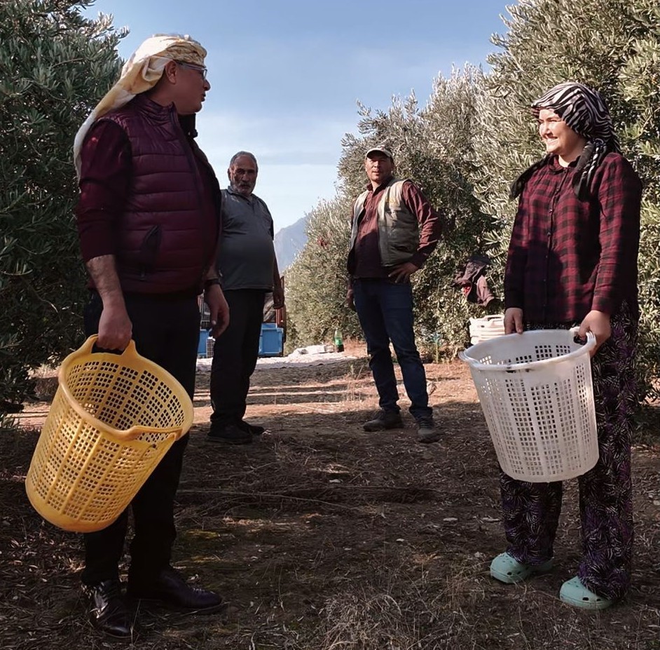 Alaşehir Zeytin Hasat (1)