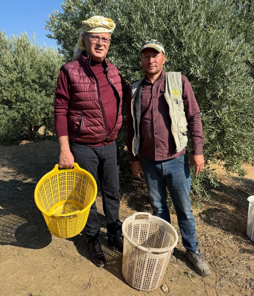 Alaşehir Zeytin Hasat (2)