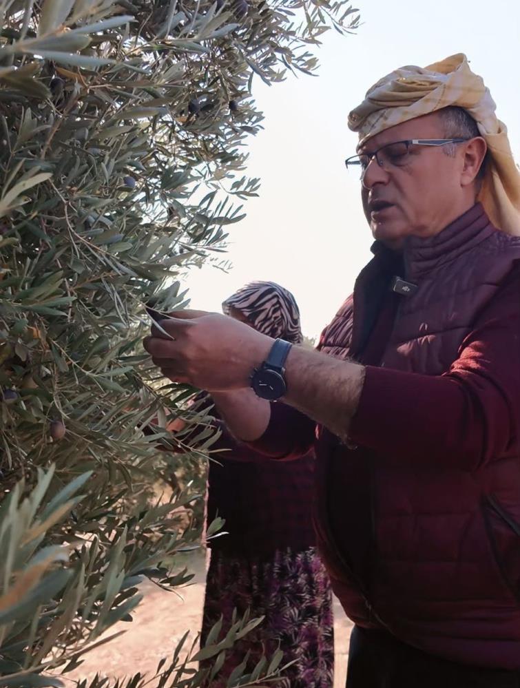 Alaşehir Zeytin Hasat (3)