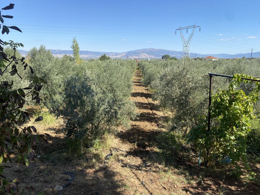 Alasehirde Yagislar Ciftcilerin Yuzunu Guldurdu (4)