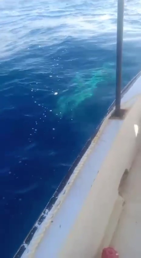 Balikcilarin Capasina Dev Kopek Baligi Dolandi 45 Dakika Suren Mucadele Kamerada (2)