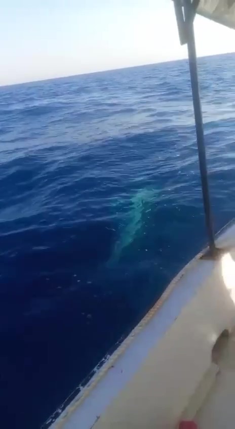 Balikcilarin Capasina Dev Kopek Baligi Dolandi 45 Dakika Suren Mucadele Kamerada (3)