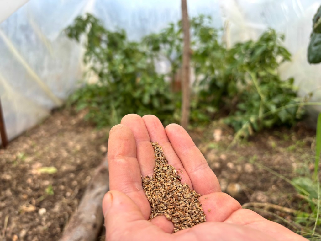 Balkonunda Basladi Ulusal Farkindaliga Donustu Ata Tohumlarinin Yolculugu (2) (Orta)