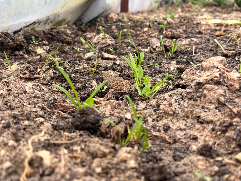 Balkonunda Basladi Ulusal Farkindaliga Donustu Ata Tohumlarinin Yolculugu (3) (Orta)