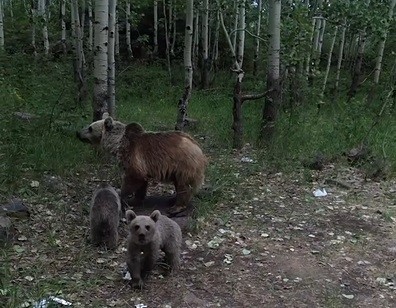 Bu Ne Boyle Ayilarin Drone Saskinligi Gulumsetti (2)