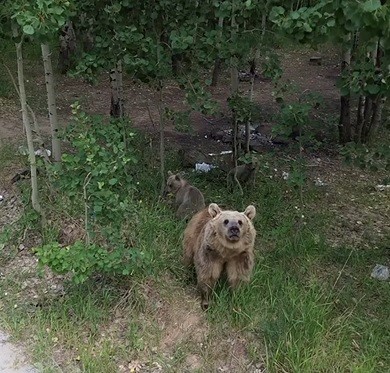 Bu Ne Boyle Ayilarin Drone Saskinligi Gulumsetti (3)