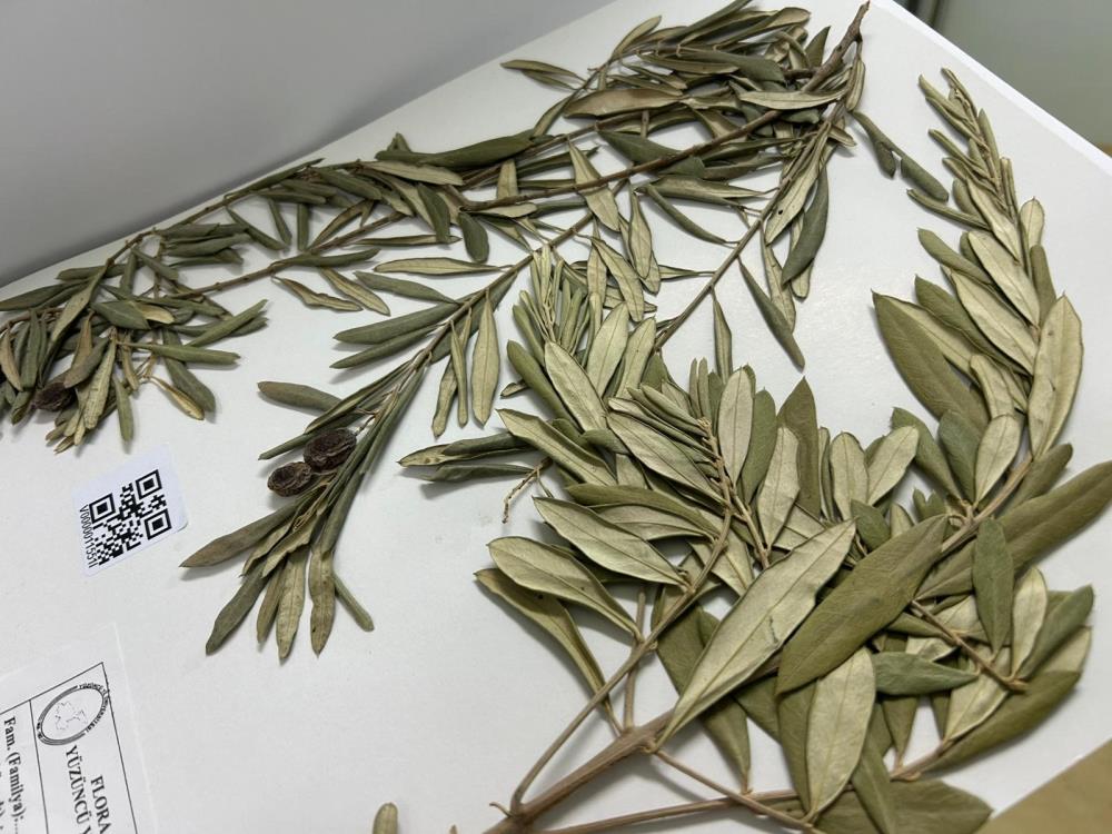 Cudi Dagindan Gelen Bilimsel Iz Nuhun Gemisinin Gercek Yeri Belli Olabilir (2)