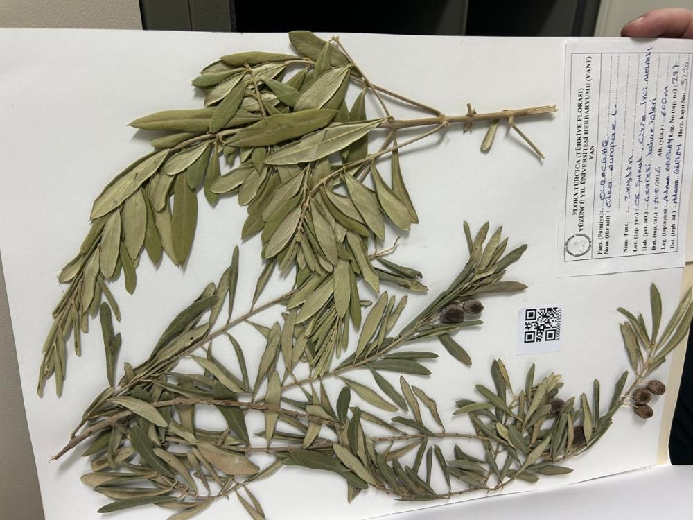 Cudi Dagindan Gelen Bilimsel Iz Nuhun Gemisinin Gercek Yeri Belli Olabilir (3)