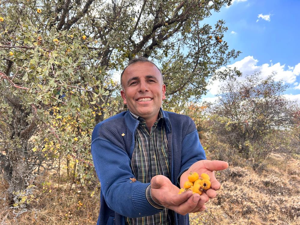 Daglarda Yetisen Alic Meyvesi Hem Sifa Deposu Hem De Ekonomiye Katki Sagliyor (1)