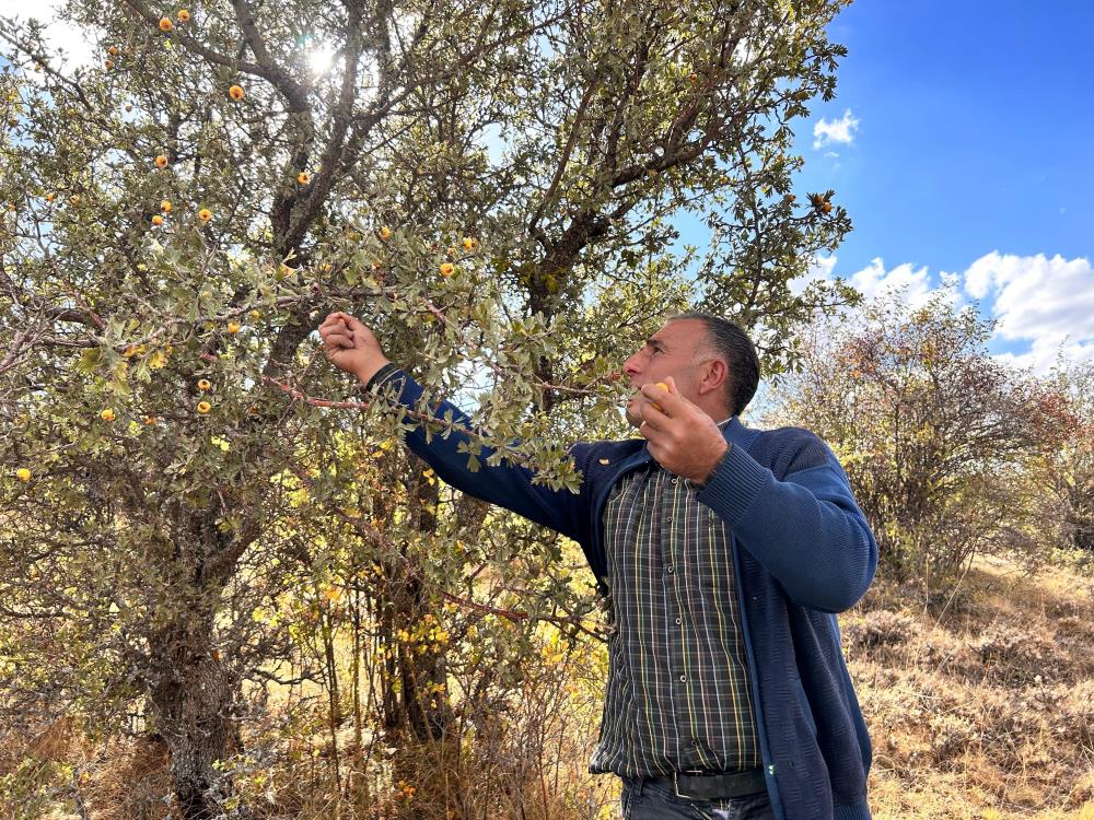 Daglarda Yetisen Alic Meyvesi Hem Sifa Deposu Hem De Ekonomiye Katki Sagliyor (2)