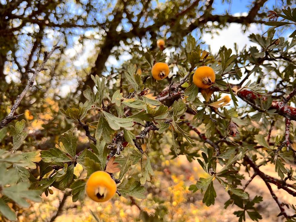 Daglarda Yetisen Alic Meyvesi Hem Sifa Deposu Hem De Ekonomiye Katki Sagliyor (3)