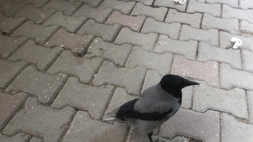 Datcanin Maskotu Karga Rifki Gunduzleri Kahvede Geceleri Kuaforde (3)