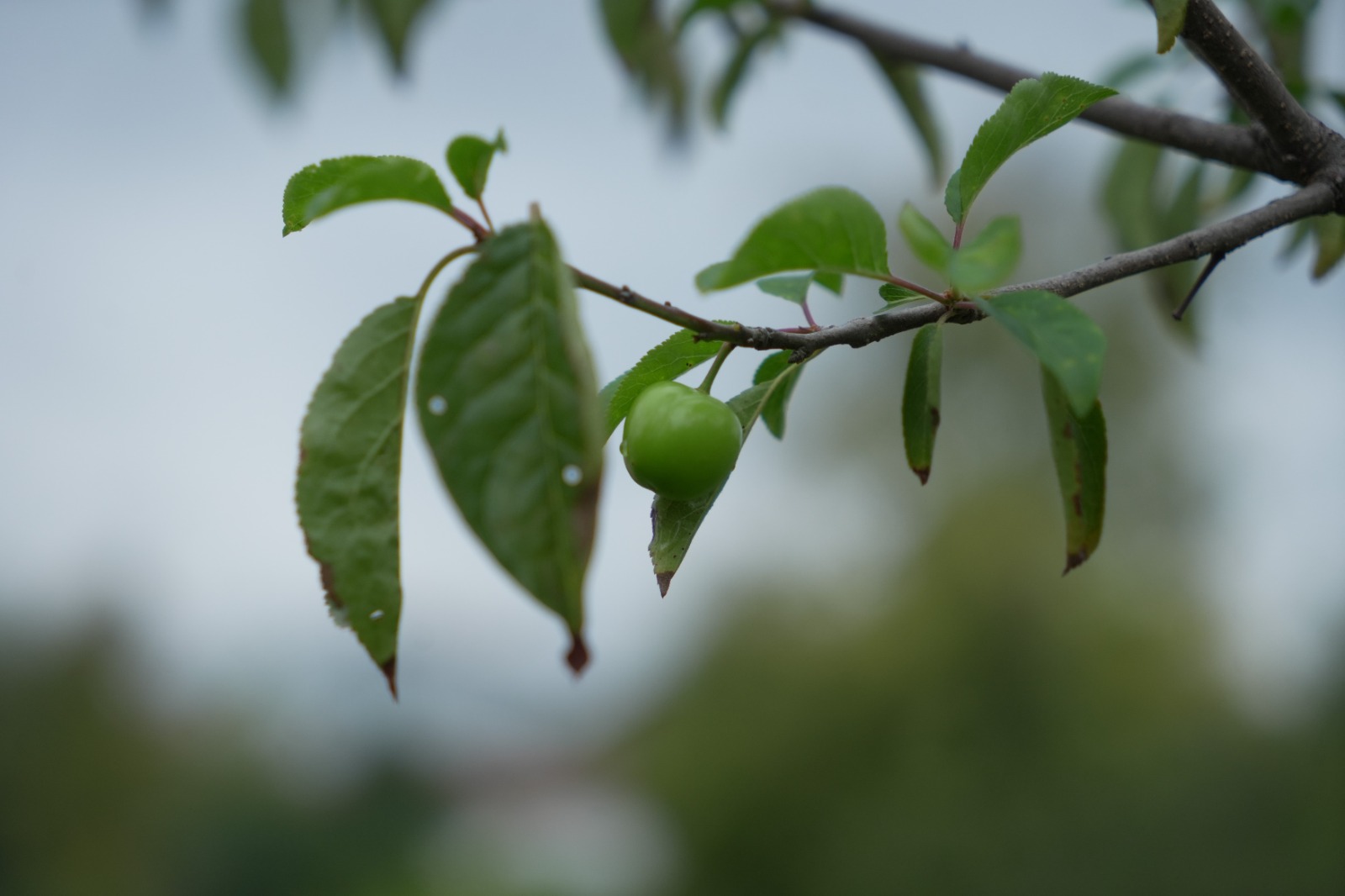 Doğa Tersine Döndü Erik Ağaçları Ekimde Meyve Verdi (1)-2