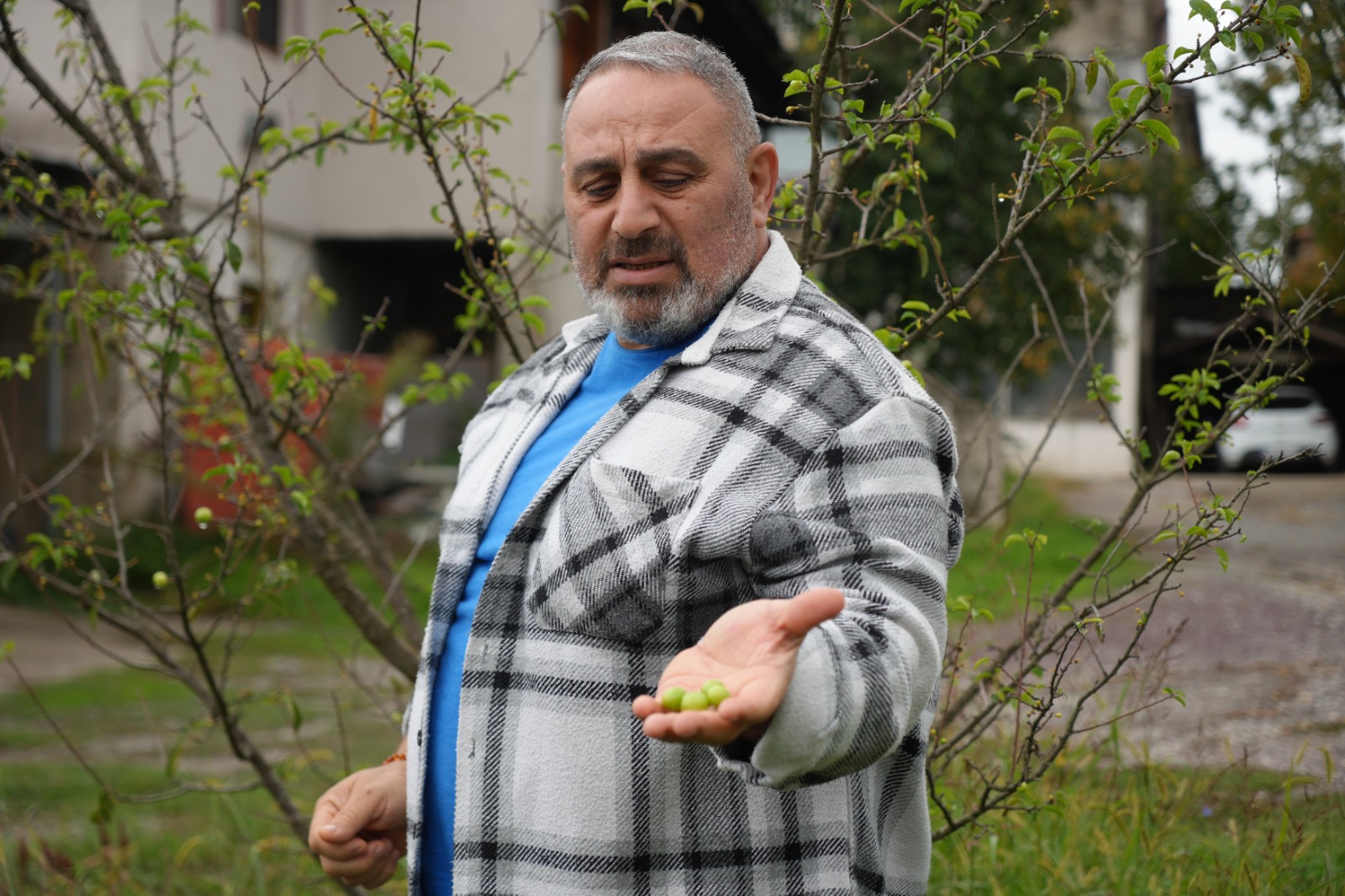 Doğa Tersine Döndü Erik Ağaçları Ekimde Meyve Verdi (2)