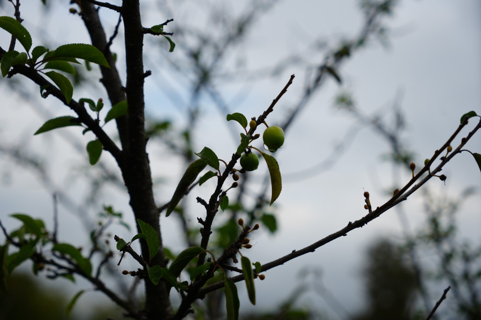 Doğa Tersine Döndü Erik Ağaçları Ekimde Meyve Verdi (3)