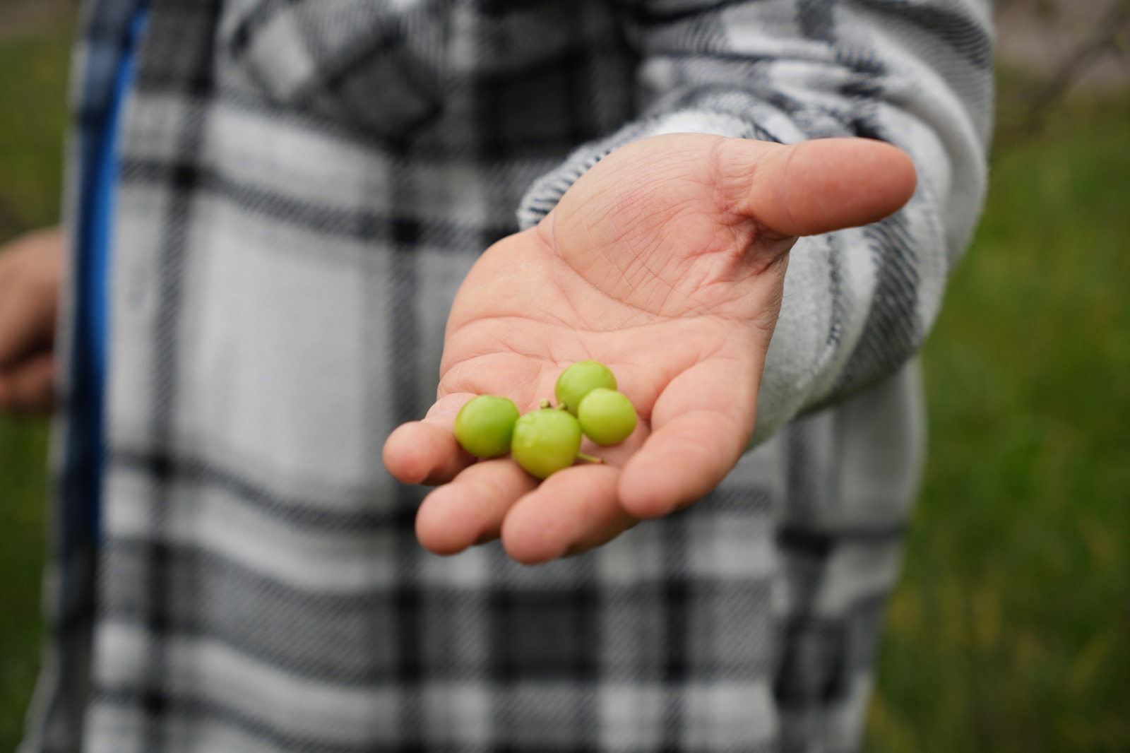 Doğa Tersine Döndü Erik Ağaçları Ekimde Meyve Verdi (4)
