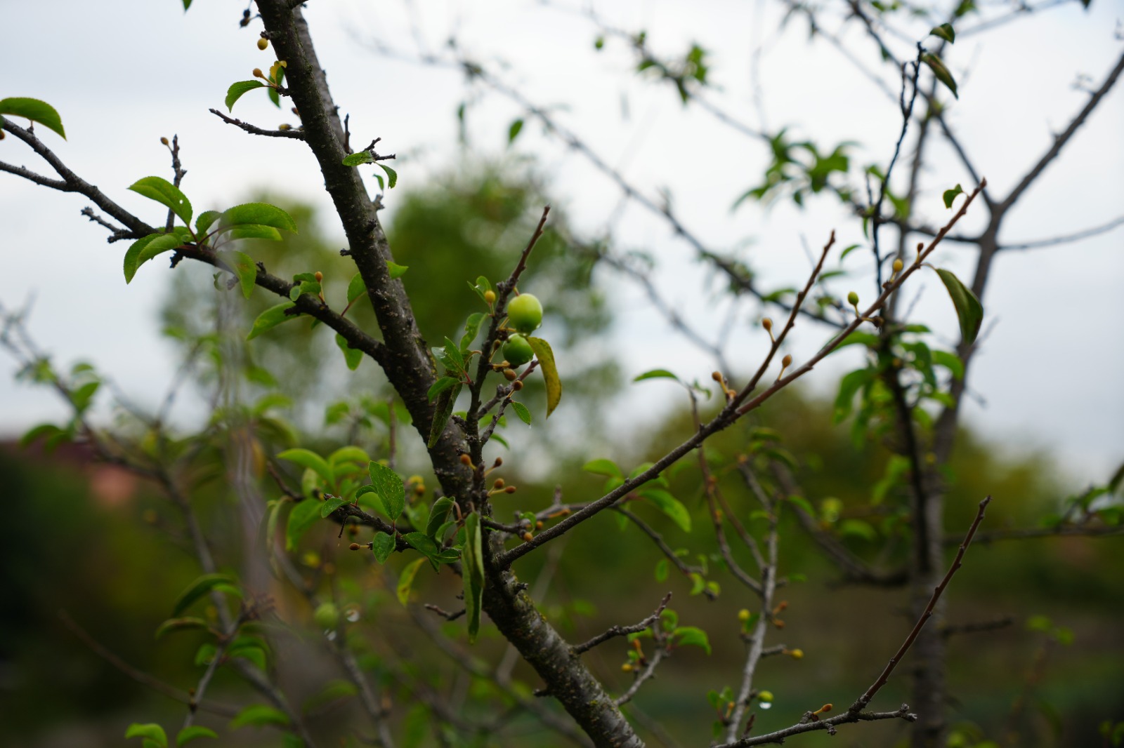 Doğa Tersine Döndü Erik Ağaçları Ekimde Meyve Verdi (5)