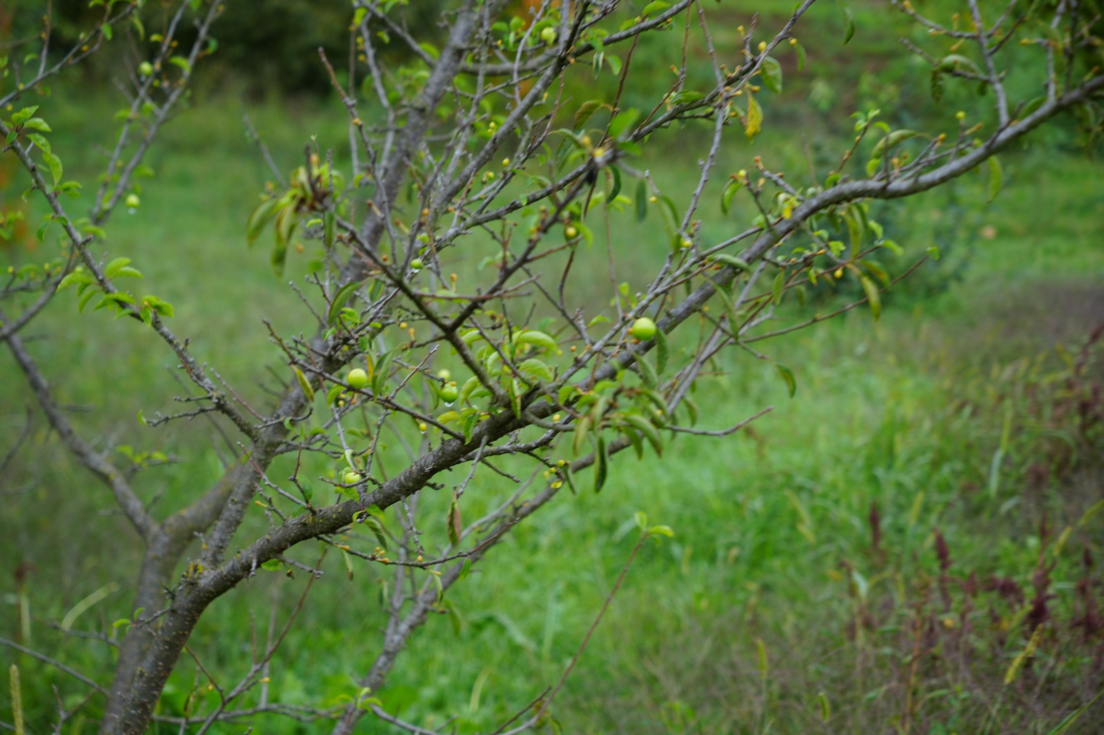 Doğa Tersine Döndü Erik Ağaçları Ekimde Meyve Verdi (6)