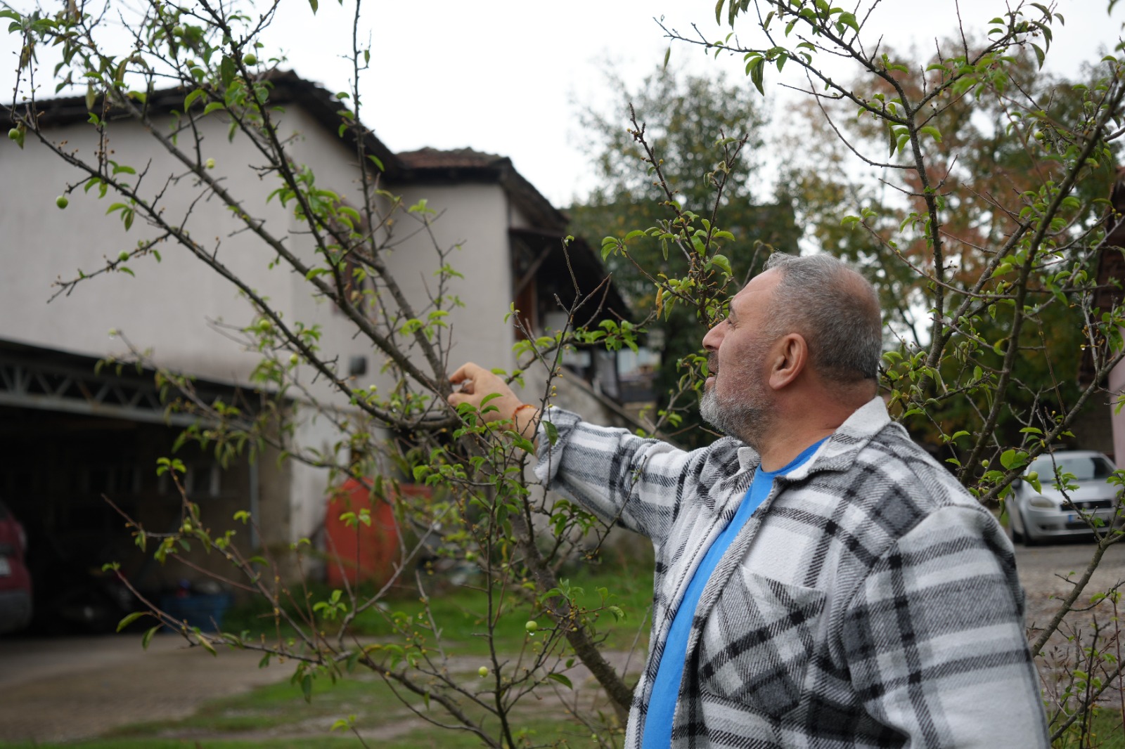 Doğa Tersine Döndü Erik Ağaçları Ekimde Meyve Verdi (7)