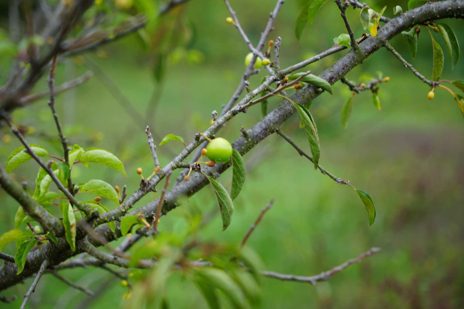 Doğa Tersine Döndü Erik Ağaçları Ekimde Meyve Verdi (8)