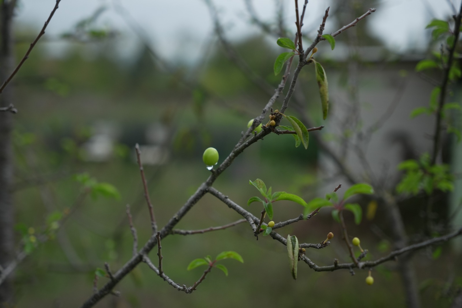 Doğa Tersine Döndü Erik Ağaçları Ekimde Meyve Verdi (9)