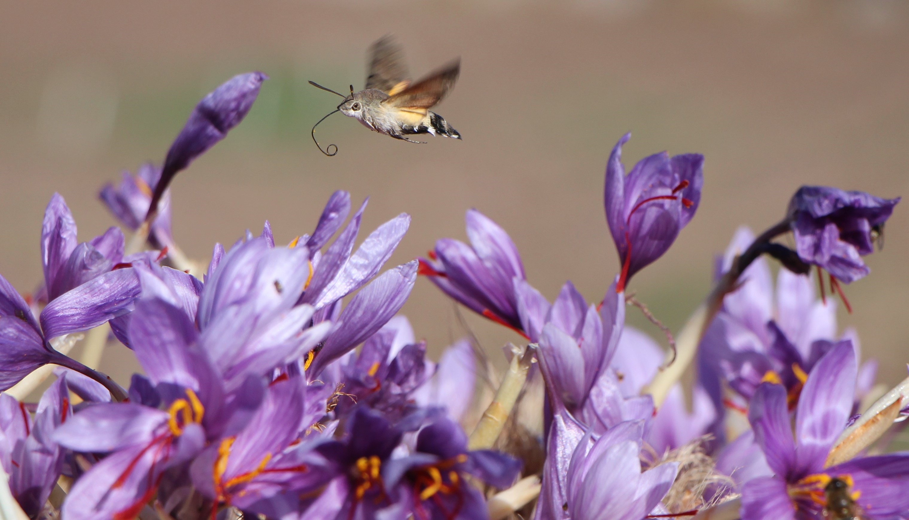 Dünyanın En Pahalı Baharatı! 1 Gramı 500 Tl’den Satılıyor (10)