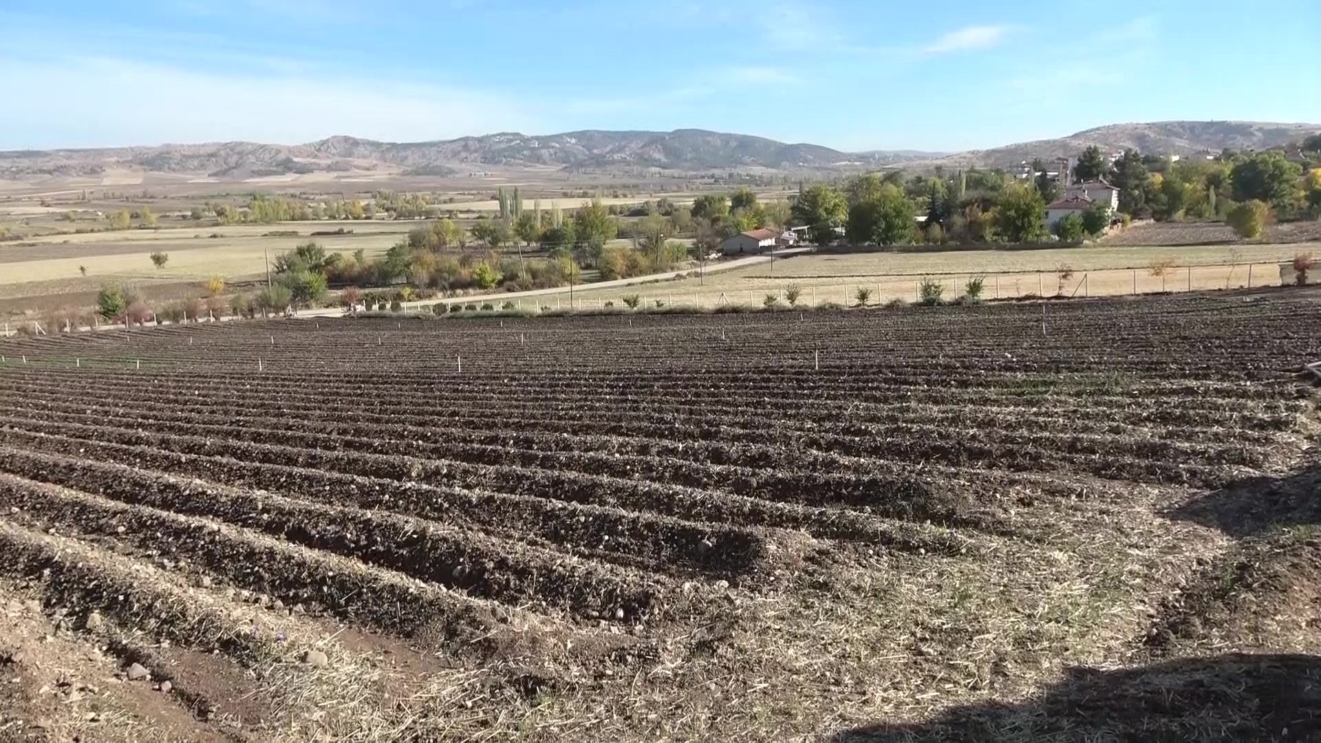 Dünyanın En Pahalı Baharatı! 1 Gramı 500 Tl’den Satılıyor (2)