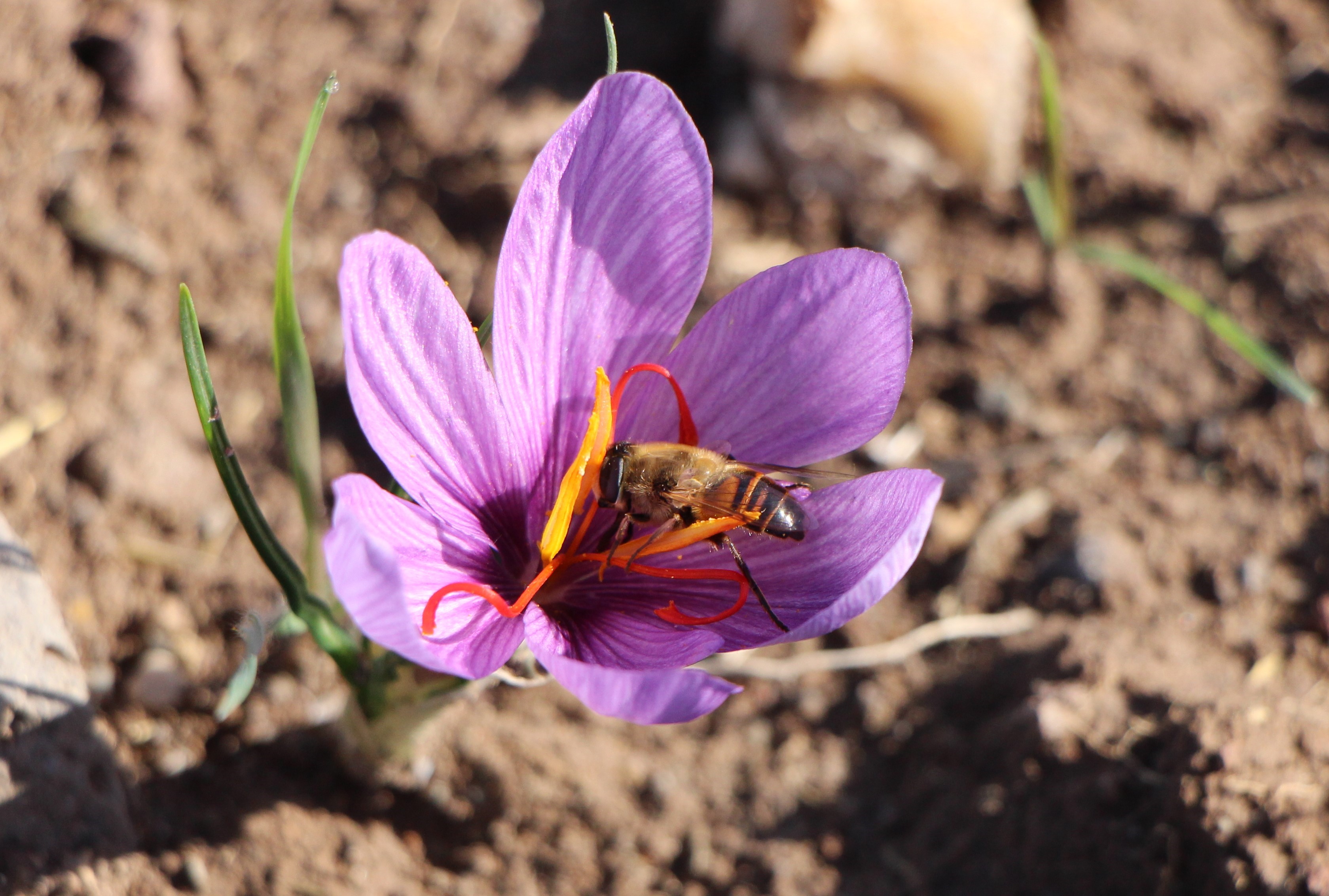 Dünyanın En Pahalı Baharatı! 1 Gramı 500 Tl’den Satılıyor (9)