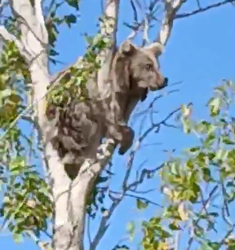 Kopeklerden Kacti Agaca Sigindi Minik Ayinin Hayatta Kalma Mucadelesi Koyu Ayaga Kaldi (1)-1