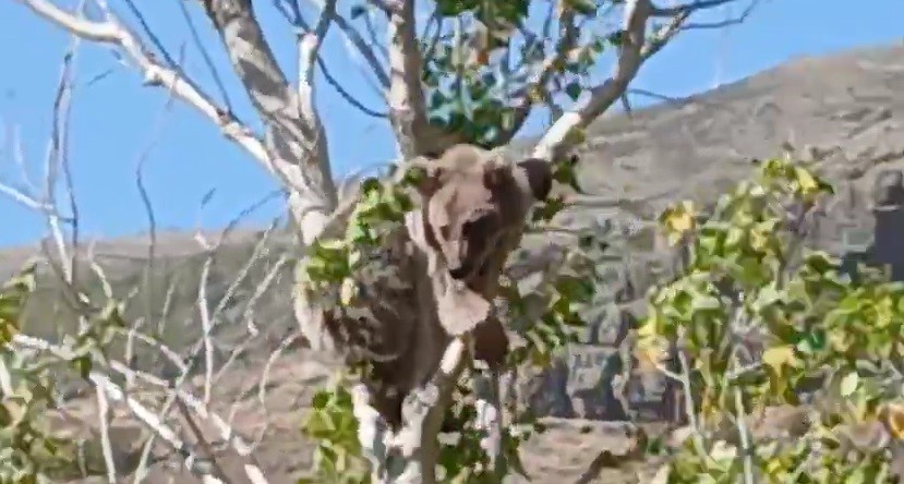 Kopeklerden Kacti Agaca Sigindi Minik Ayinin Hayatta Kalma Mucadelesi Koyu Ayaga Kaldi (2)