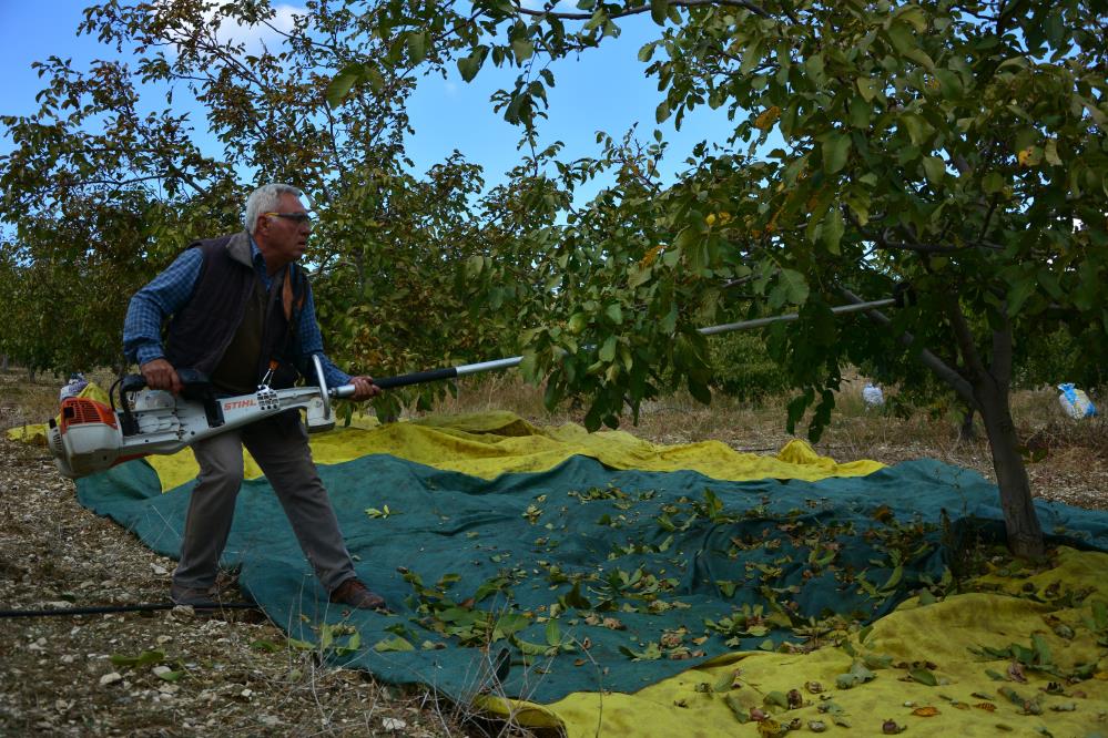Manisa’da Ceviz Zamanı, 500 Tonluk Üretimle Bereket Dolu Günler (2)