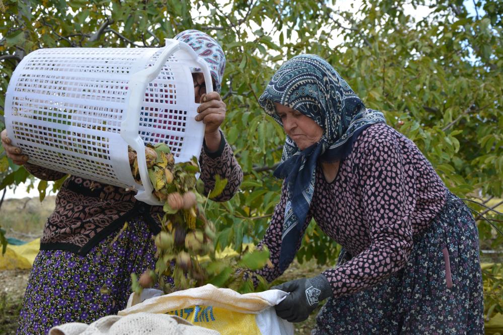Manisa’da Ceviz Zamanı, 500 Tonluk Üretimle Bereket Dolu Günler (3)